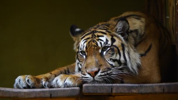 Vídeo Del Tigre Sumatra Zoológico — Vídeos de Stock