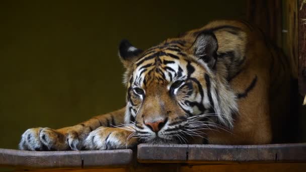 Video Sumatran Tiger Zoo — Stock Video