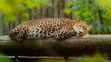 Sri lankan leopard in zoo