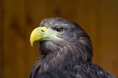 Hayvanat bahçesinde beyaz kuyruklu kartal