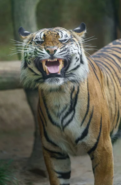 Суматранский Тигр Зоопарке — стоковое фото