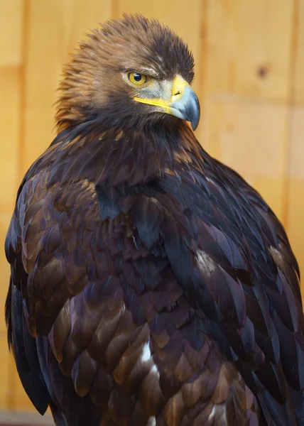 Golden Eagle Zoo — Stock Photo, Image