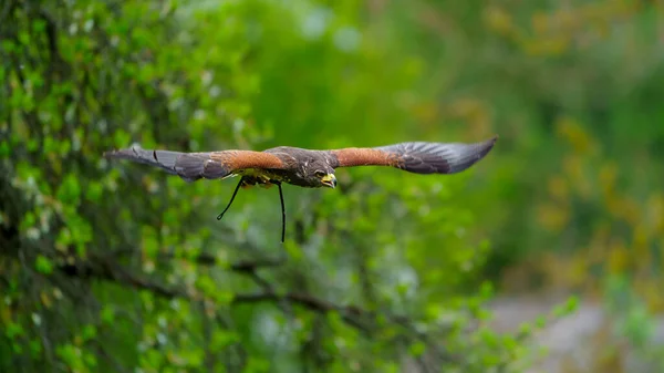 Harriss Hawk Στο Ζωολογικό Κήπο — Φωτογραφία Αρχείου