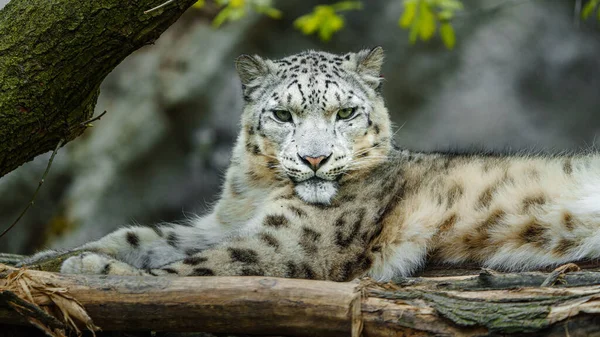 Snow Leopard Zoo — 图库照片