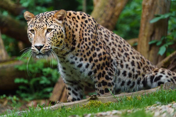 Persischer Leopard Zoo — Stockfoto