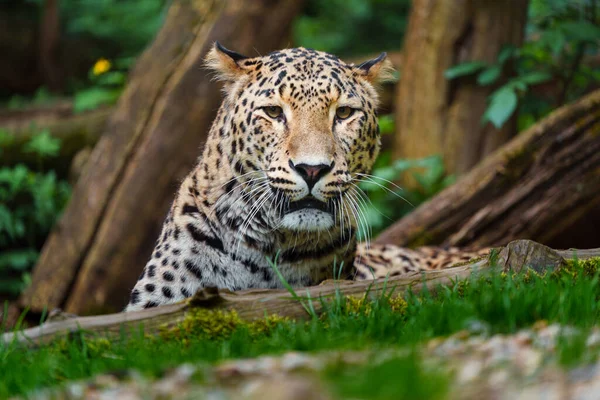 Leopardo Persa Zoológico — Fotografia de Stock