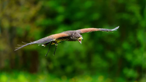 Harriss Hawk Dans Zoo — Photo