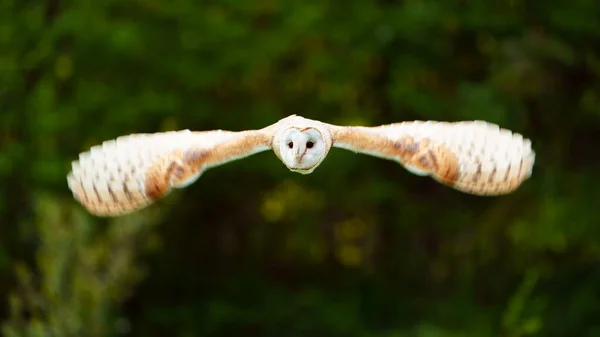 動物園のバーンフクロウ — ストック写真