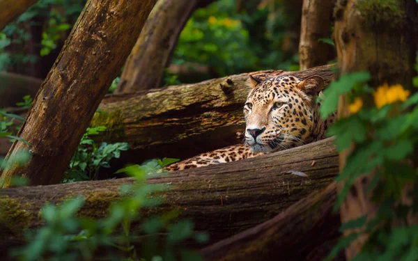 Leopardo Persa Zoológico — Fotografia de Stock