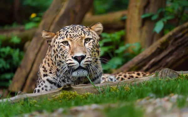 Persischer Leopard Zoo — Stockfoto