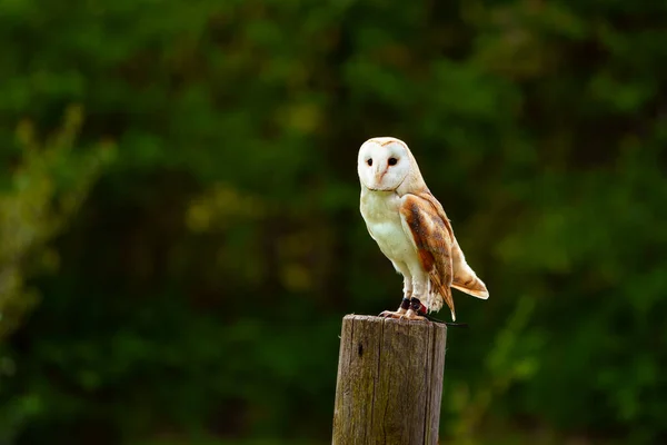 Barn Owl Zoo — Stock Photo, Image