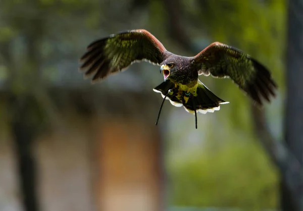 Harriss Hawk Στο Ζωολογικό Κήπο — Φωτογραφία Αρχείου