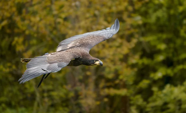 Weißkopfseeadler Zoo — Stockfoto