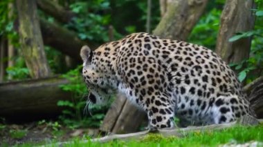 Hayvanat Bahçesi Farsça leopar