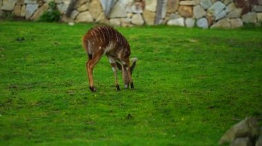 Lowland Nyala 'nın hayvanat bahçesindeki videosu