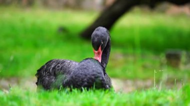 Hayvanat bahçesindeki siyah kuğu videosu