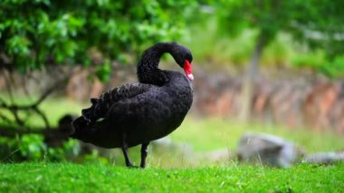 Hayvanat bahçesindeki siyah kuğu videosu