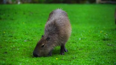 Capybara 'nın çimlerdeki videosu