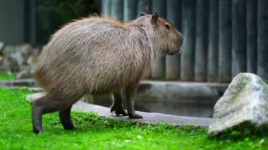 Capybara 'nın çimlerdeki videosu