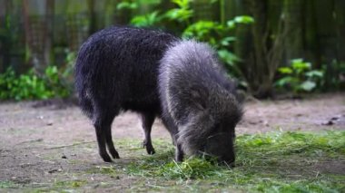 Chacoan Peccary 'nin hayvanat bahçesindeki videosu