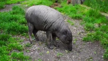 Babirusa 'nın hayvanat bahçesindeki videosu