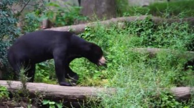 Sun Bear 'ın hayvanat bahçesindeki videosu