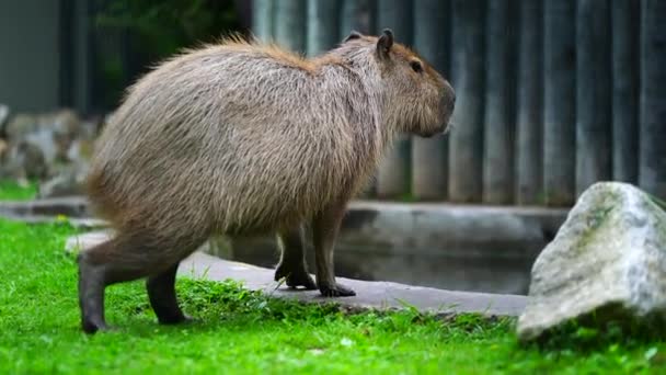 Videó Capybaráról Fűben — Stock videók