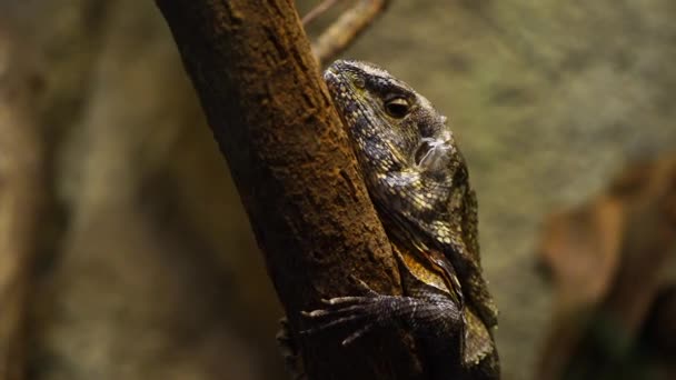 水族馆内的烤蜥蜴录像 — 图库视频影像