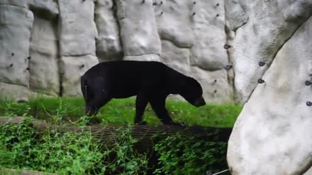 Vídeo Urso Sol Zoológico — Vídeo de Stock