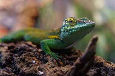 Baracoa giant anole in zoo