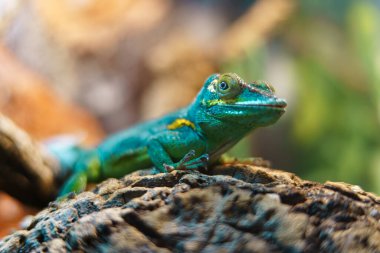 Baracoa giant anole in zoo