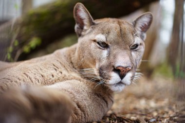 Puma 'nın hayvanat bahçesindeki fotoğrafı.