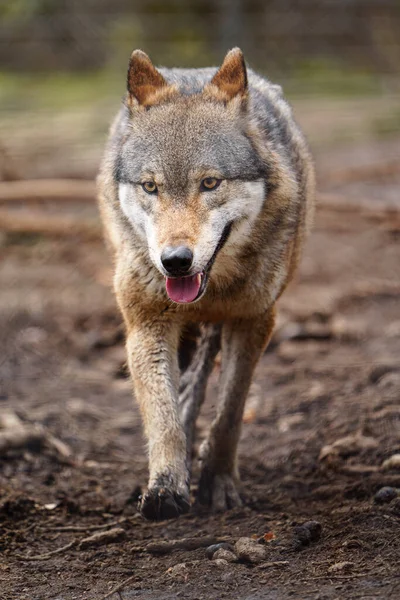 Eurasian Wolf Zoo — Stockfoto