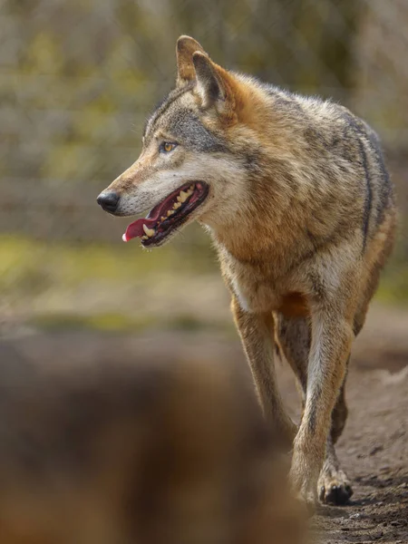 Eurasian Wolf Zoo — Stok fotoğraf