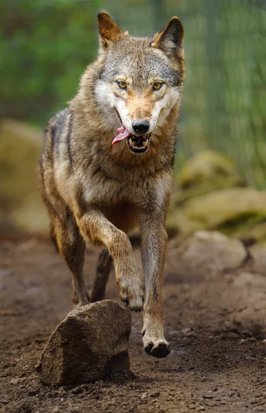 Euraziatische Wolf Dierentuin — Stockfoto