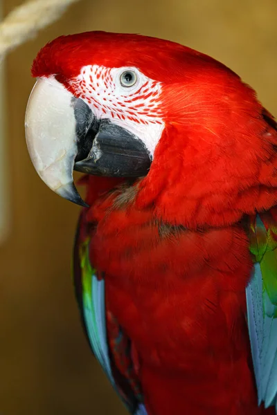 Scarlet Macaw Zoo — Stockfoto