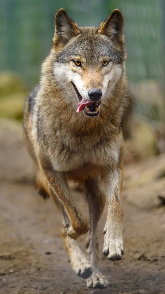 Eurasian Wolf Zoo — Stok fotoğraf