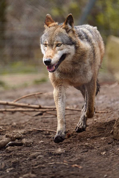 Eurasischer Wolf Zoo — Stockfoto