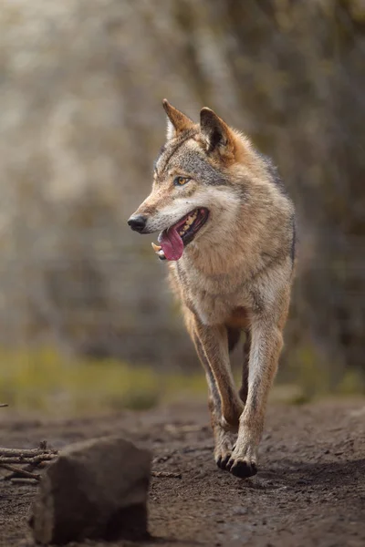 Lobo Euroasiático Zoológico —  Fotos de Stock
