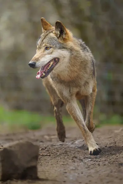Eurasian Wolf Zoo — 스톡 사진