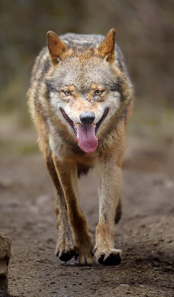 Eurasian Wolf Zoo — Stock Photo, Image