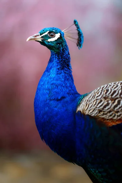 Indian Peafowl Zoo — Stock Photo, Image
