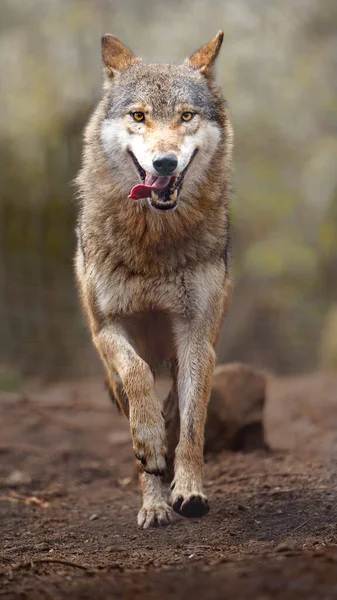Eurasian Wolf Zoo — Fotografia de Stock