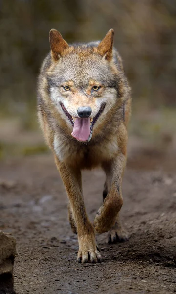 Lobo Eurasiano Zoológico — Fotografia de Stock