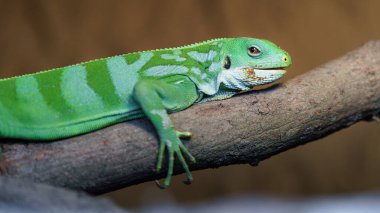 Fiji banded iguana in terrarium