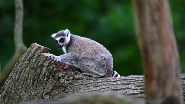 Halka Kuyruklu Lemur Videosu — Stok video