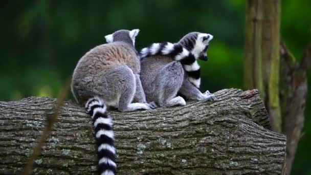Video Lemur Kroužkovitý — Stock video