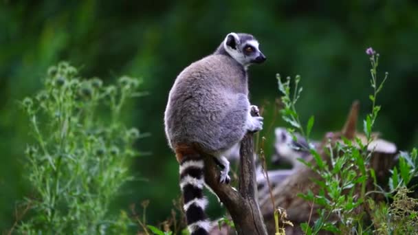 Video Ring Tailed Lemur — Stock Video