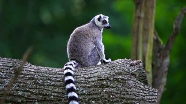 Vídeo Anel Cauda Lemur — Vídeo de Stock