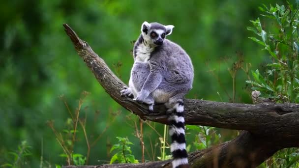 Video Ringsvansad Lemur — Stockvideo